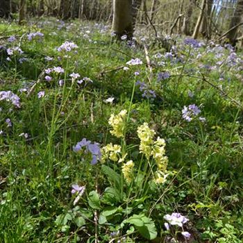 Primula_veris_RD_R2.jpg