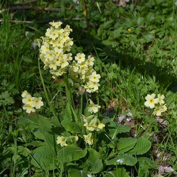 Primula_veris_RD_Q1.jpg