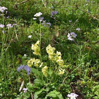 Primula_veris_RD_R4.jpg