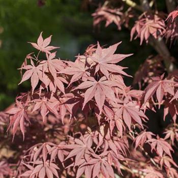 Acer palmatum 'Bloodgood'