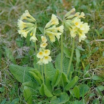 Primula_veris_HRM_Q2.jpg