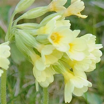 Primula_veris_HRM_Q1.jpg