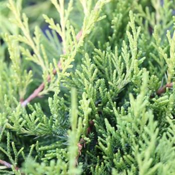 Juniperus_x_pfitzeriana_Old_Gold_1S1B5676.JPG