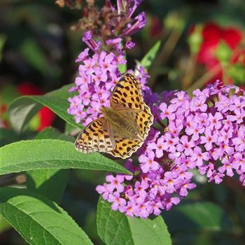 Buddleja_davidii_Ile_de_France_2005_4219_q.jpg