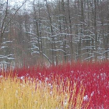 Cornus_alba_Sibirica_GR_R4.jpg