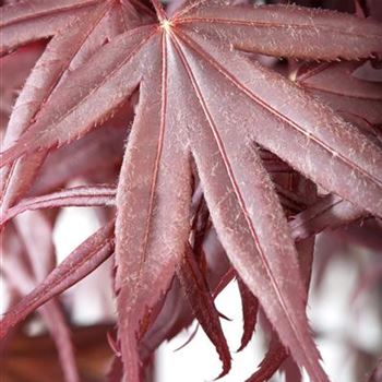 Acer palmatum 'Bloodgood'