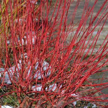 Cornus_alba_Sibirica_2006_0264_q.jpg