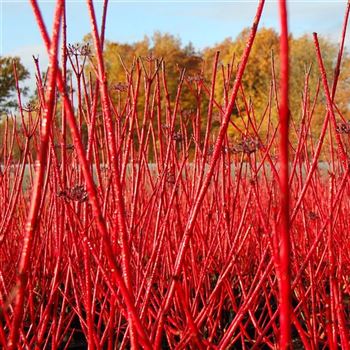 Cornus_alba_Sibirica_GR_Q1.jpg