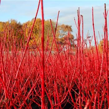 Cornus_alba_Sibirica_GR_R2.jpg