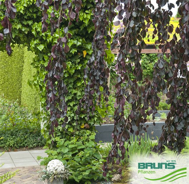 Fagus sylvatica 'Purpurea Pendula', Hnge-Blut-Buche von Bruns Pflanzen