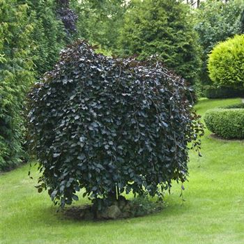 Fagus_sylvatica_Purpurea_Pendula_2009_5611_q.jpg