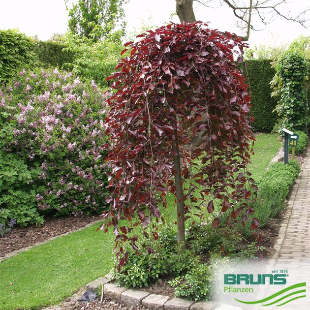 Fagus sylvatica 'Purpurea Pendula', Hnge-Blut-Buche von Bruns Pflanzen
