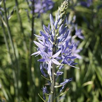 Camassia_leichtlinii_Caerulea_MG_4148.JPG