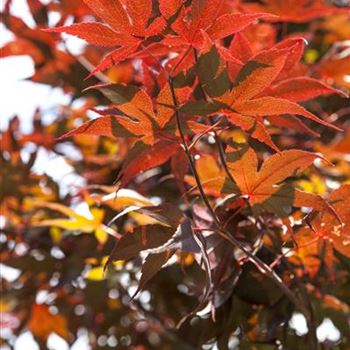 Acer palmatum 'Bloodgood'