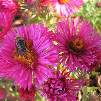 Aster_novae_angliae_Andenken_an_Paul_Gerber_WI_Q1.jpg