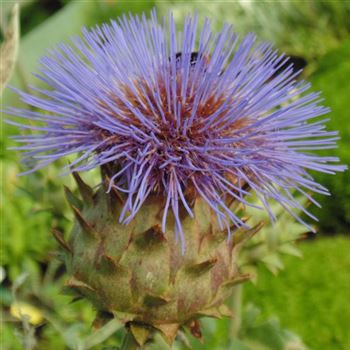 Cynara_cardunculus_WI_Q2.jpg