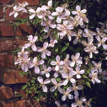 Clematis_montana_Rubens_1999_0544.jpg