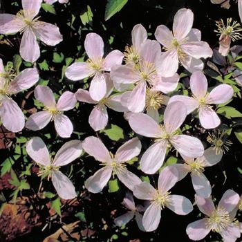 Clematis_montana_Rubens_1999_0545.jpg