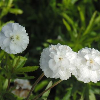 Achillea_ptarmica_The_Pearl_WI_Q1.jpg