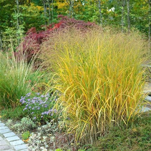 Panicum virgatum 'Strictum'