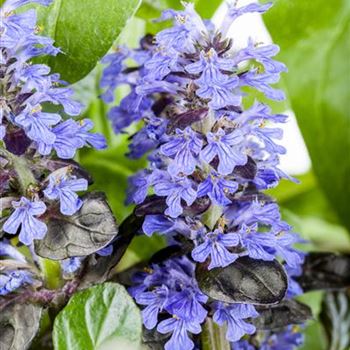 Ajuga reptans