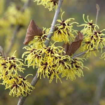 Hamamelis_×_intermedia_Primavera_2009_0368.jpg