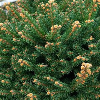 Picea_abies_Pygmaea_2007_7366_q.jpg