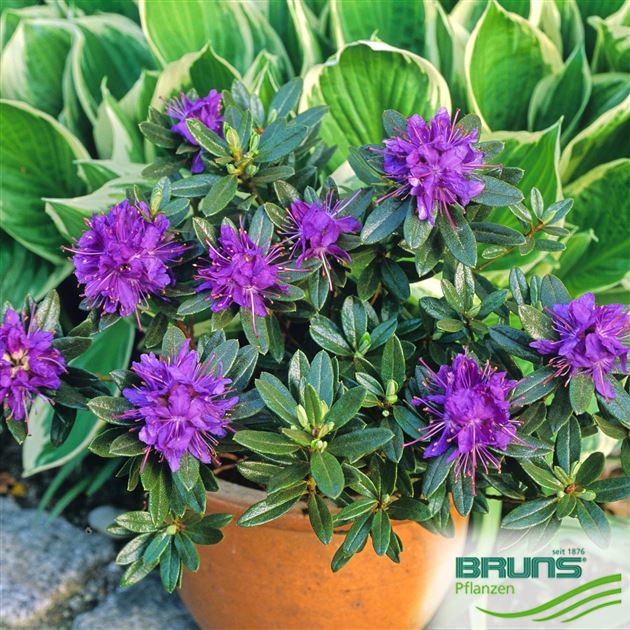 Rhododendron impeditum 'Azurika' von Bruns Pflanzen