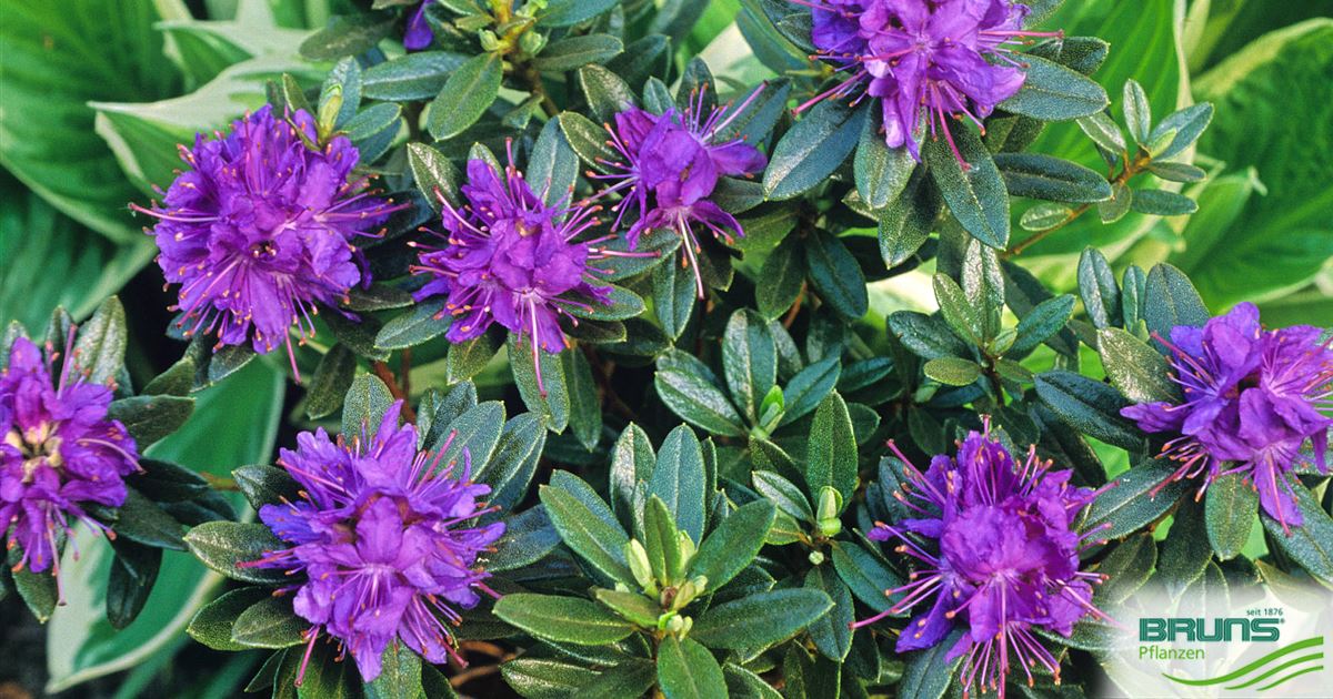 Rhododendron impeditum 'Azurika' von Bruns Pflanzen