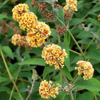 Buddleja_weyeriana_Sungold_1990_0251_b.jpg