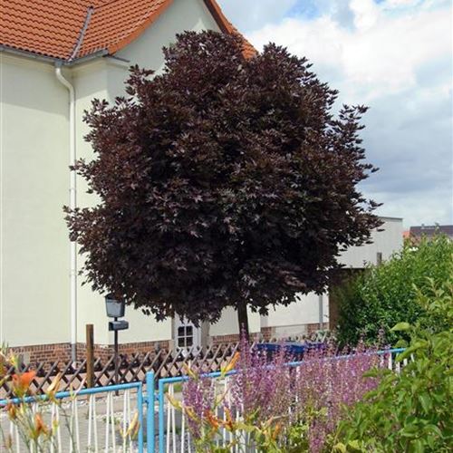 Acer platanoides 'Crimson Sentry'