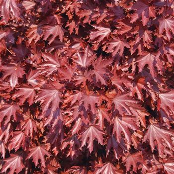 Acer_platanoides_Crimson_Sentry_2009_1603_q.jpg