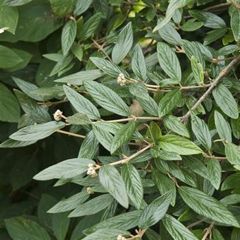 Viburnum_pragense_2008_7947.jpg