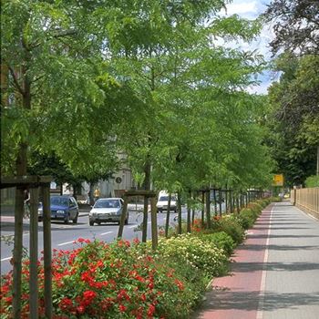 Gleditsia_triacanthos_Skyline_1998_3129.jpg