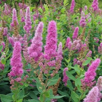 Spiraea_×_billardii_Triumphans_2005_3582.jpg