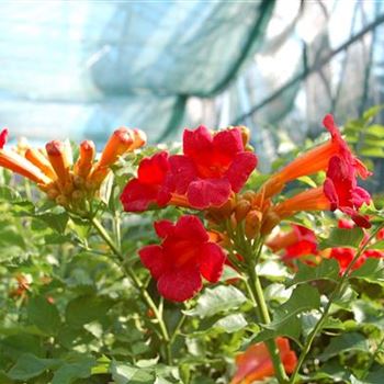 Campsis_radicans_Flamenco_GR_R2.jpg