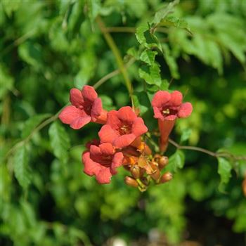 Campsis_radicans_Flamenco_2008_6959.jpg