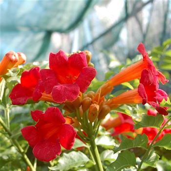 Campsis_radicans_Flamenco_GR_Q1.jpg