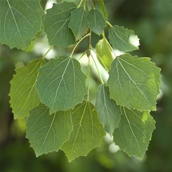 Populus_tremula_2007_4191.jpg