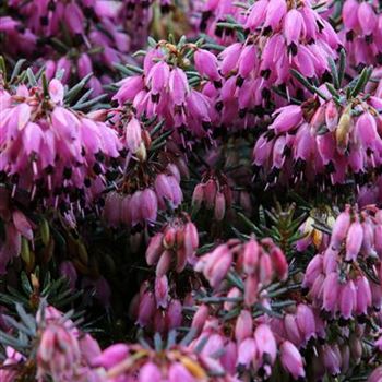 Erica_carnea_Chellenger_1S1B4957.JPG