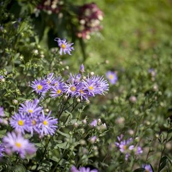 Aster amellus 'Rudolf Goethe'