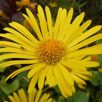 Doronicum_orientale_Little_Leo_WI_Q1.jpg