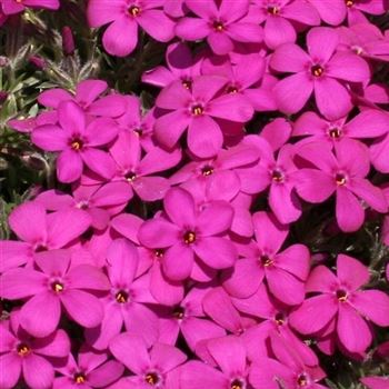 Phlox_Crackerjack_HRM_Q1.jpg