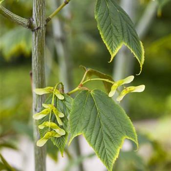 Acer pensylvanicum