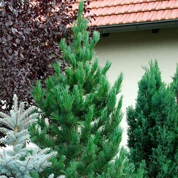 Pinus_peuce_HRM_7795.jpg