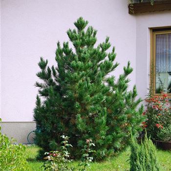 Pinus_peuce_2007_6948.jpg