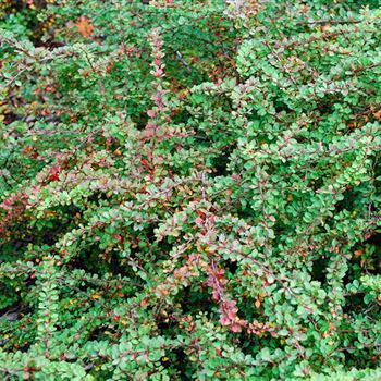 Berberis_thunbergii_Green_Carpet_HRM_9880.jpg