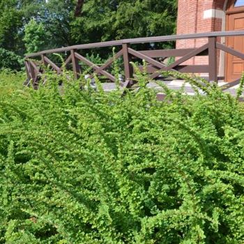 Berberis_thunbergii_Green_Carpet.JPG