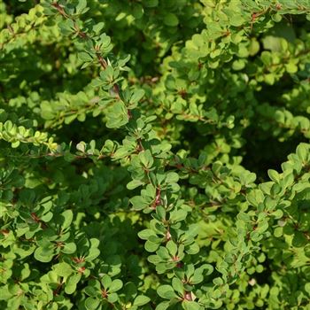 Berberis_thunbergii_Green_Capet_q.jpg