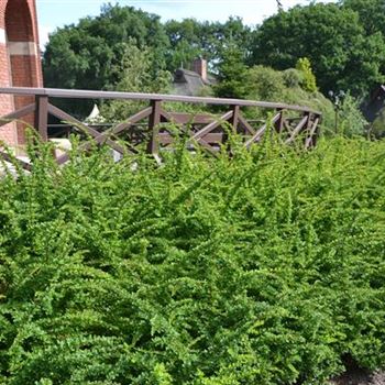 Berberis_thunbergii_Green_Carpet_1.JPG